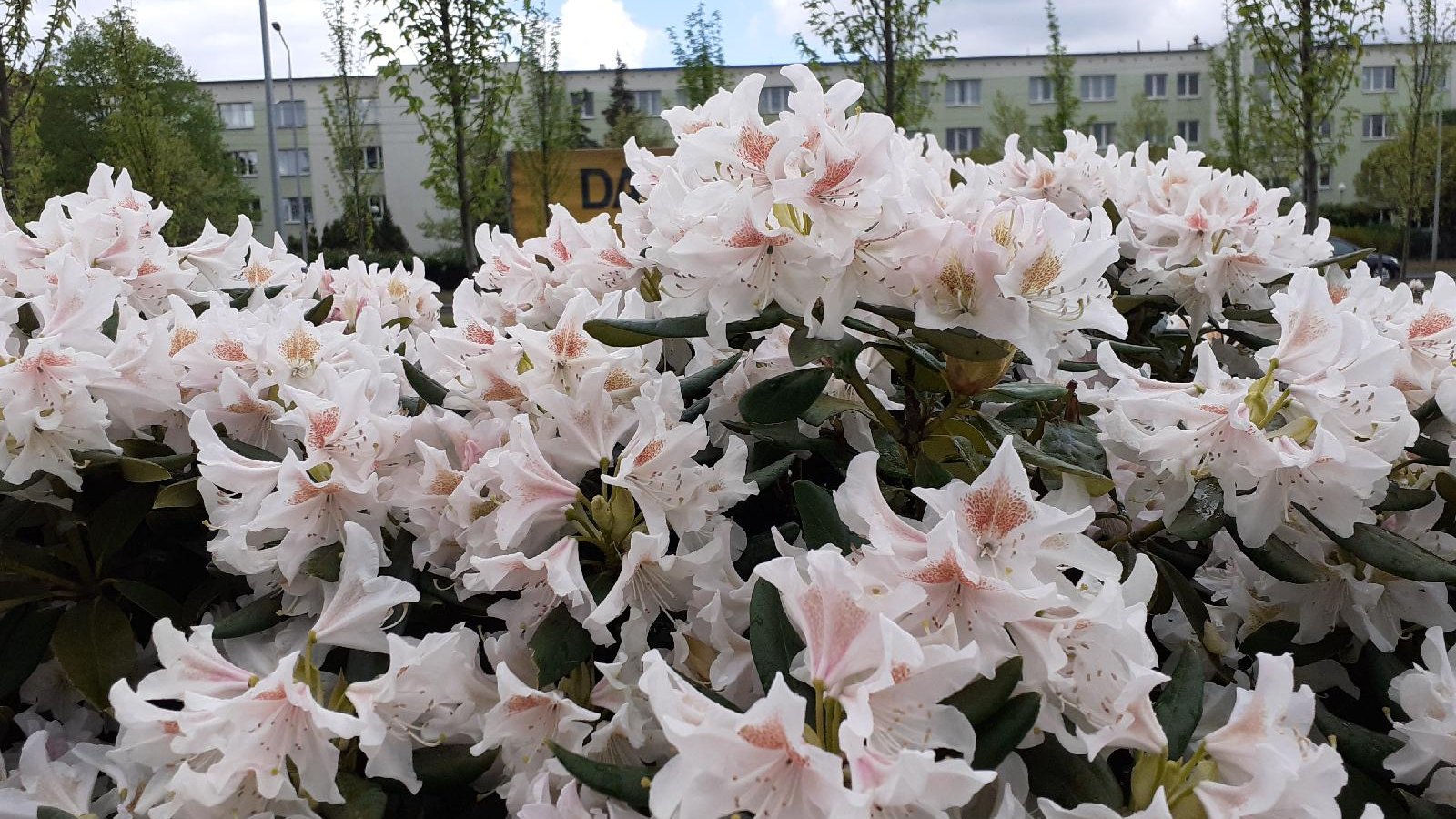 Na zrewaloryzowanym skwerze im. abpa. Edwarda Likowskiego można podziwiać kwitnące rododendrony (różaneczniki)