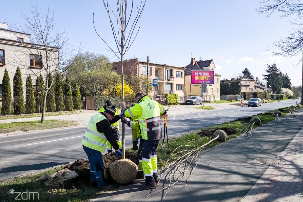 Galeria zdjęć z sadzenia drzew - grafika artykułu