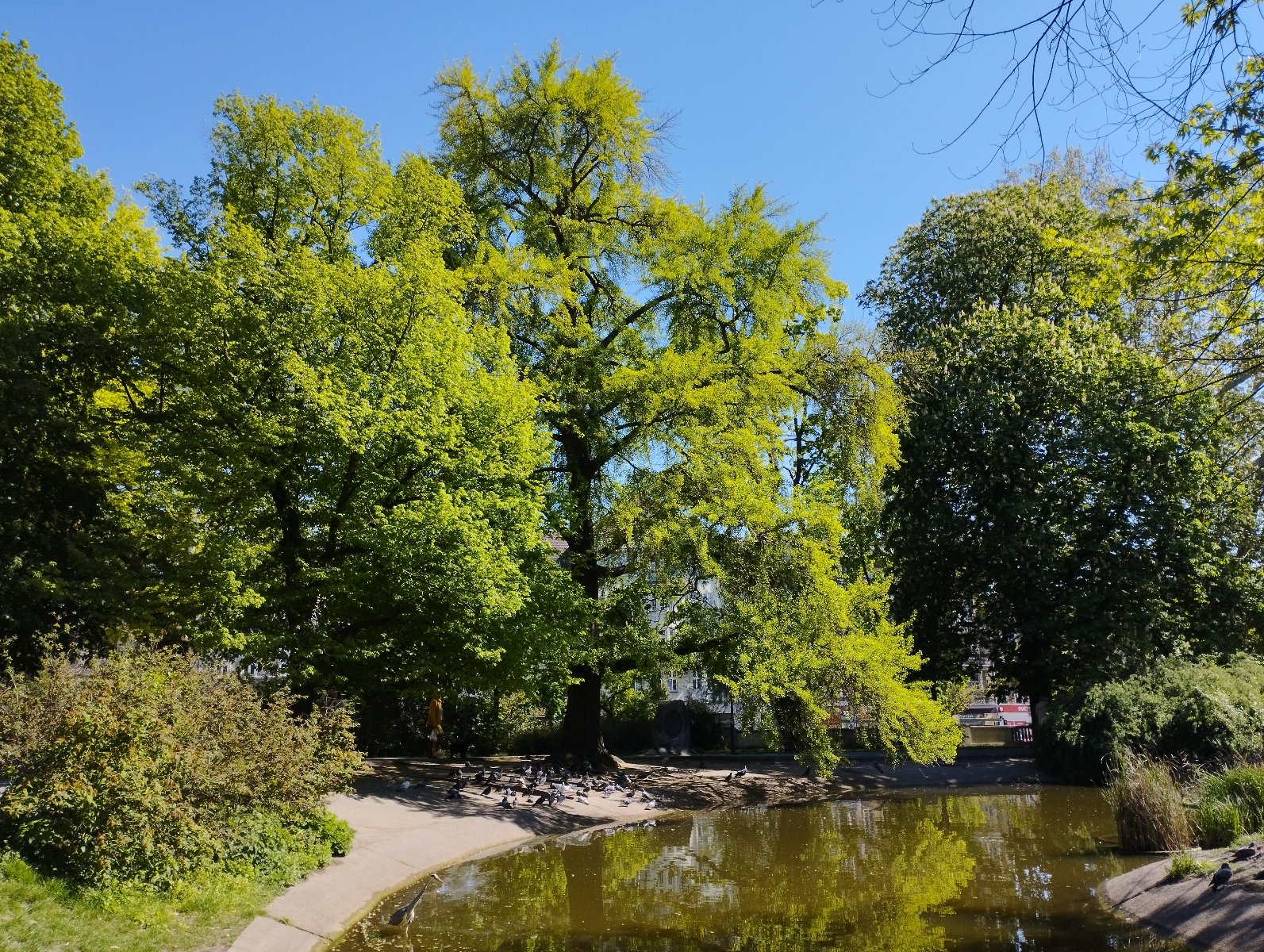 Zdjęcie przedstawia drzewo w parku. - grafika artykułu