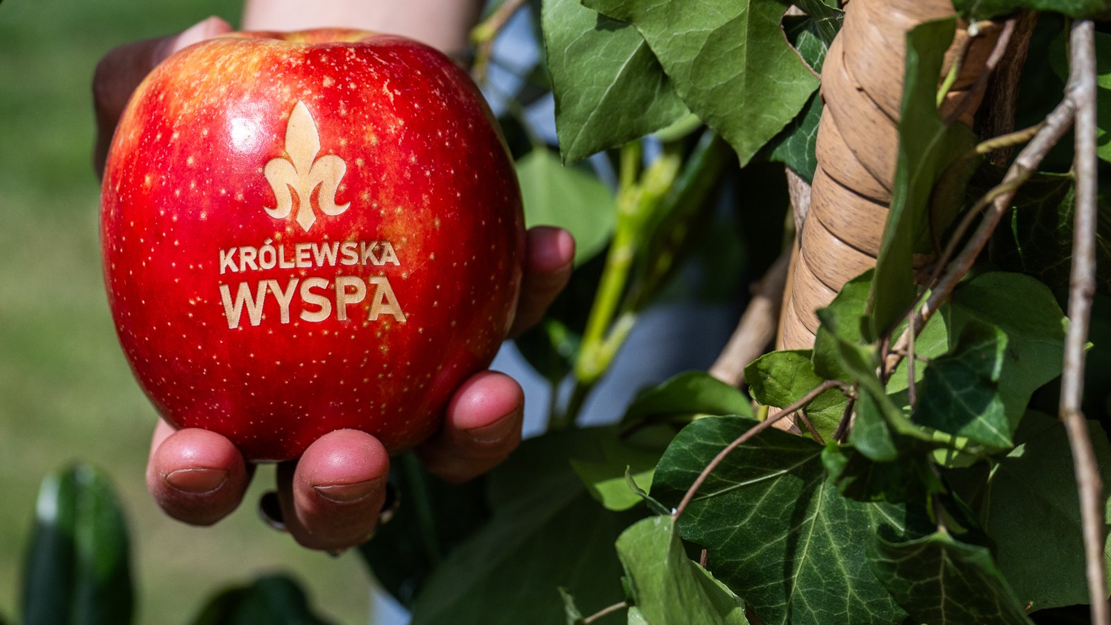Zdjęcie przedstawia jabłko na napisem królewska wyspa trzymane przez kogoś w ręce.
