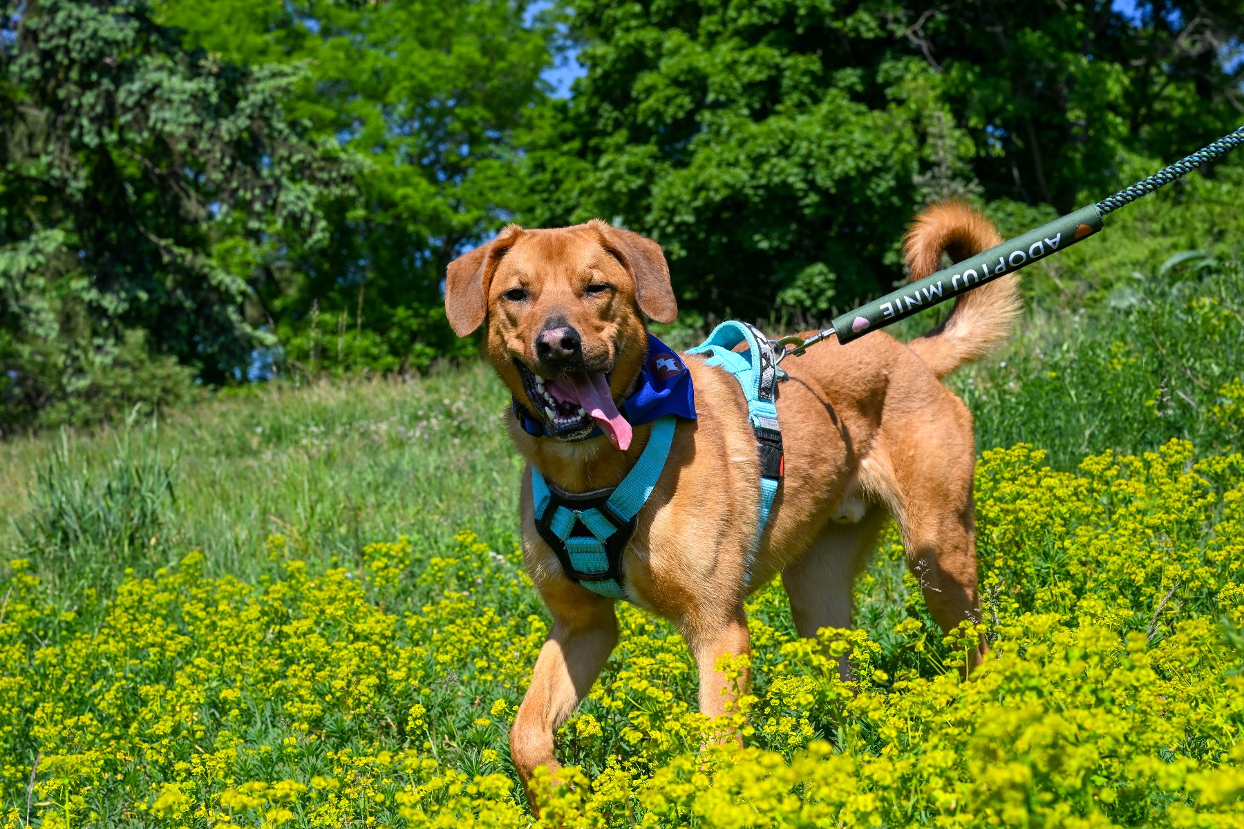Henry, pies którego można adoptować ze schroniska - grafika artykułu