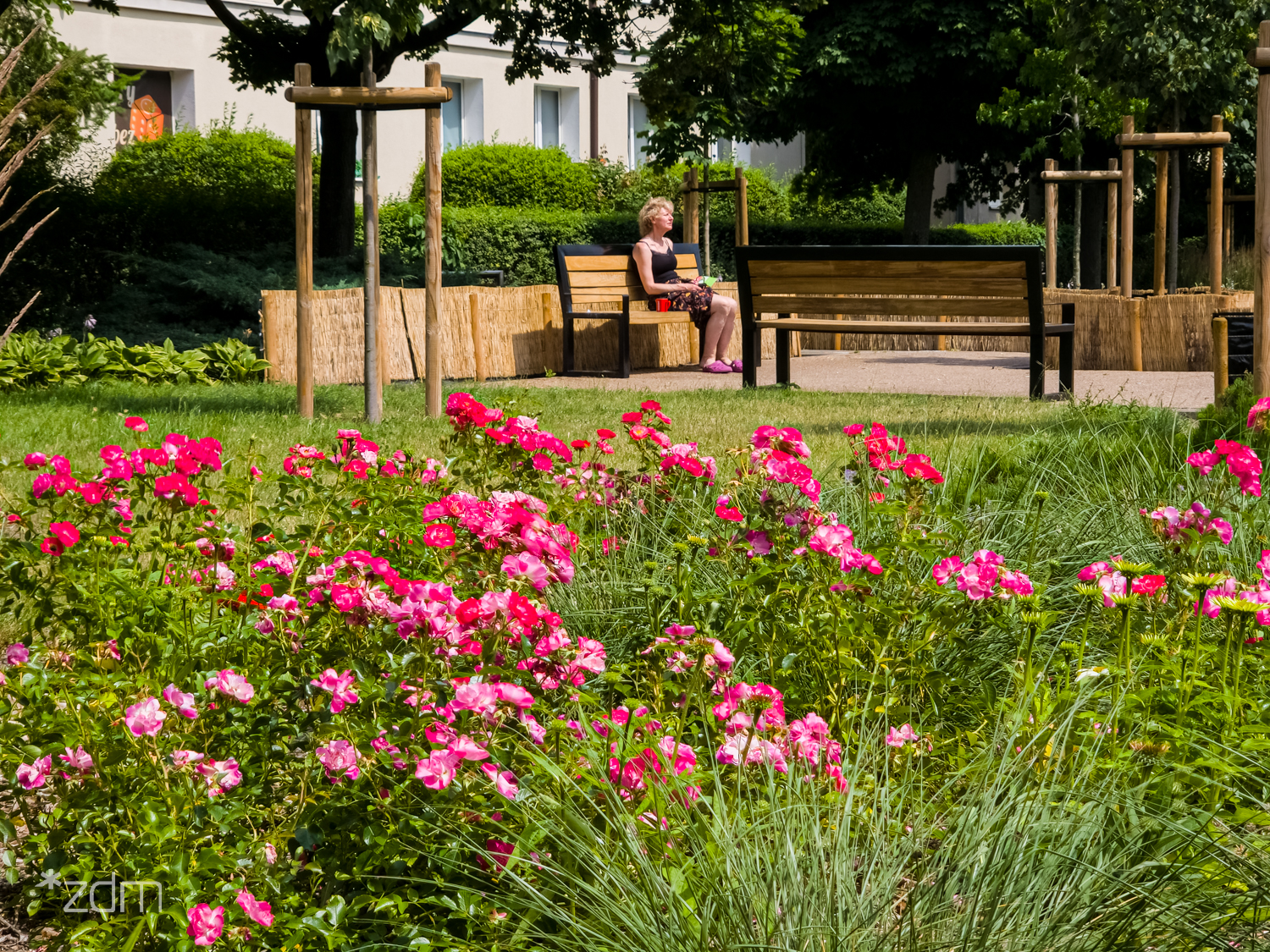 Zielony klomb, trawnik i ławki w śródmieściu Poznania - grafika artykułu