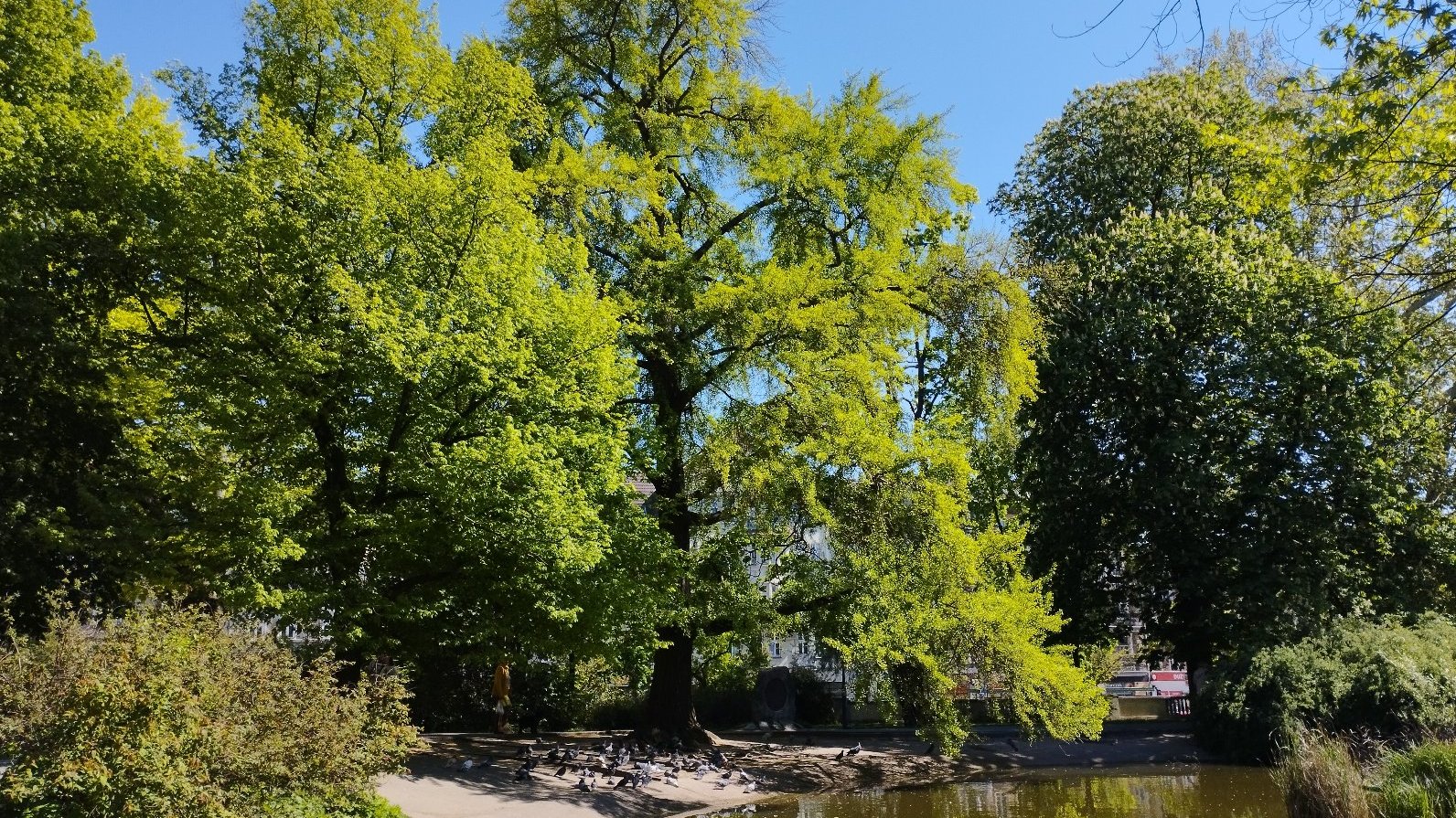 Na zdjeciu dorodne drzewo nad stawem