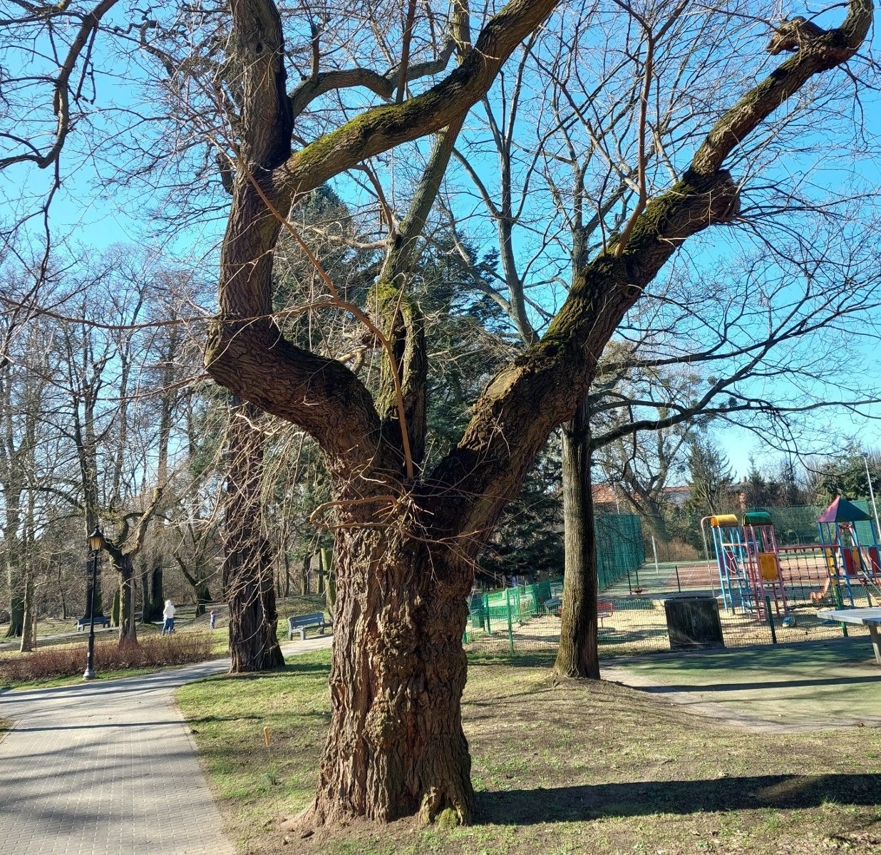 Na zdjęciu duże drzewo z rozłożystymi konarami - grafika artykułu
