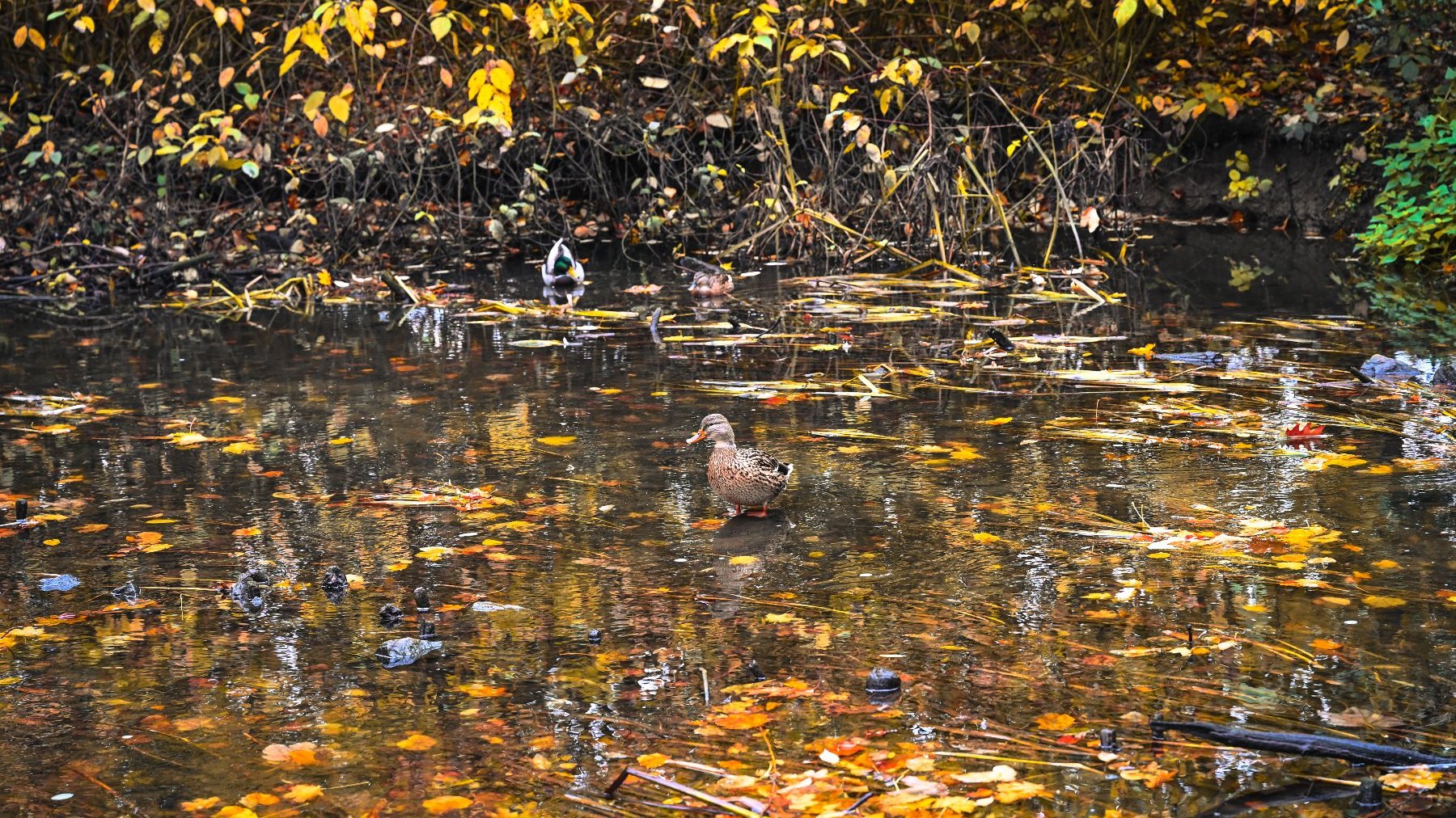 Zdjęcie przedstawia staw, po którym pływają kaczki.