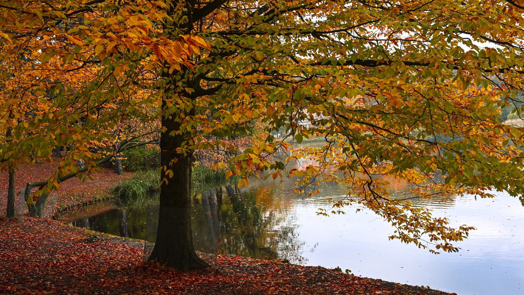 Zdjęcie przedstawia staw i rosnące obok niego drzewo.