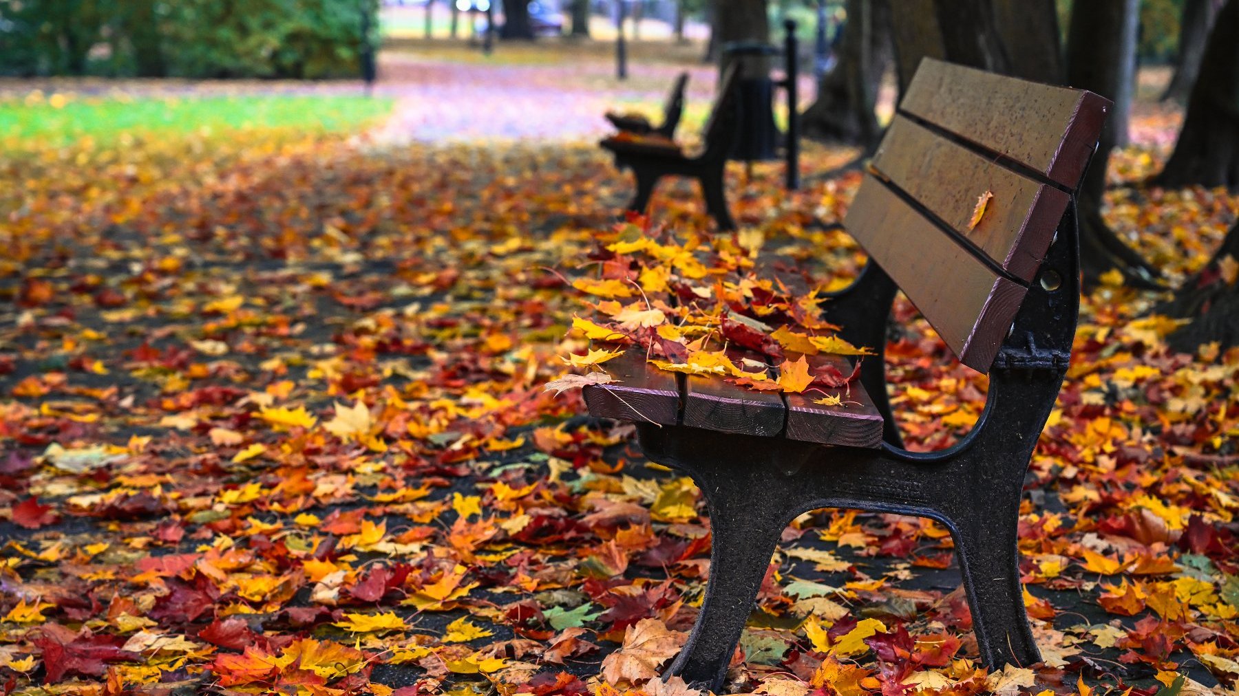 Zdjęcie przedstawia ławki stojące przy parkowej alejce. Na ziemi i ławkach leżą liście.