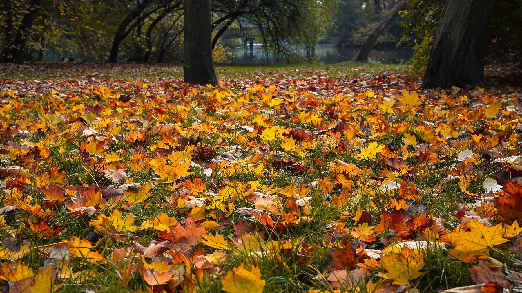 Zdjęcie przedstawia leżące na ziemi liście.