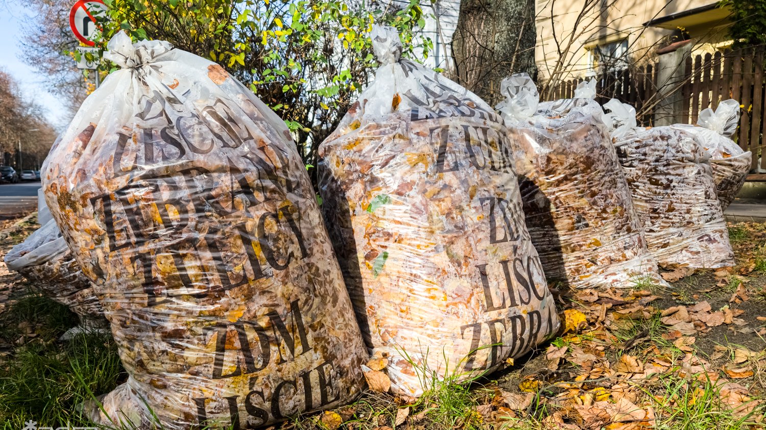 Worki liści stojące pod drzewem przy ulicy