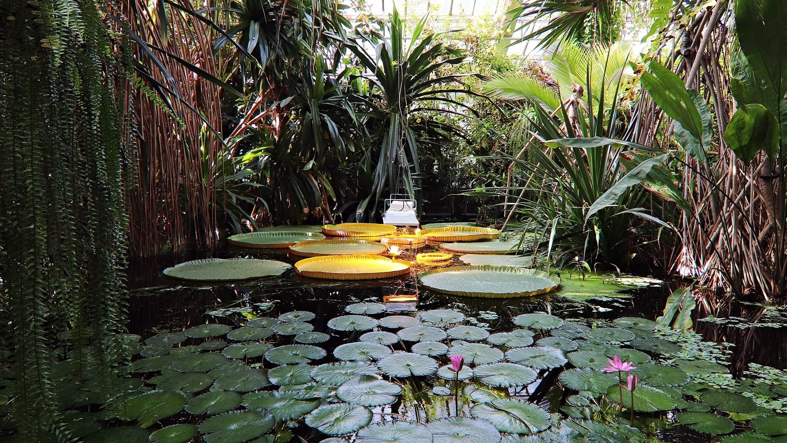 Zdjęcie przedstawia akwen wodny z roślinami wodnymi oraz otaczającą go zieleń. Zdjęcie zrobiono we wnętrzu palmiarni.
