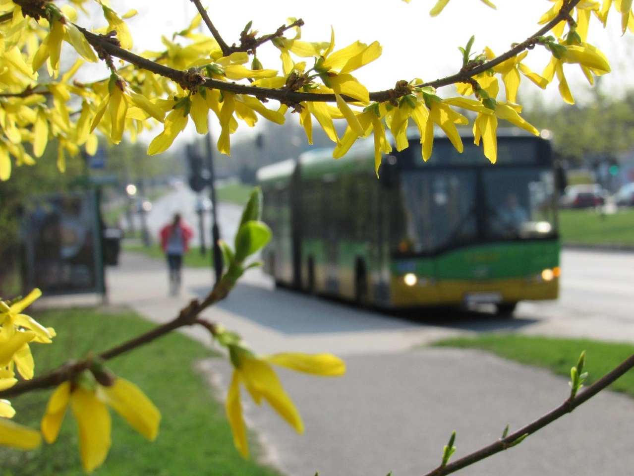 Rozmazany autobus a na pierwszym planie żółte kwiaty na drzewie - grafika artykułu