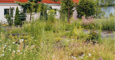 Grafika przedstawia ogród deszczowy - woda znajduje się wśród zieleni, na drugim planie widać dom.