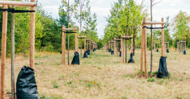 Hydrobufory nawadniają młode drzewa w Poznaniu