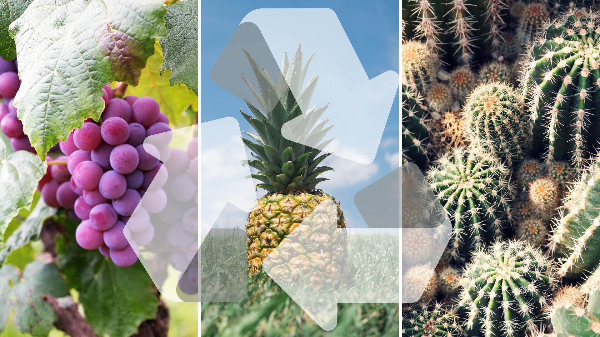 winogrona, ananas, kaktus - grafika artykułu