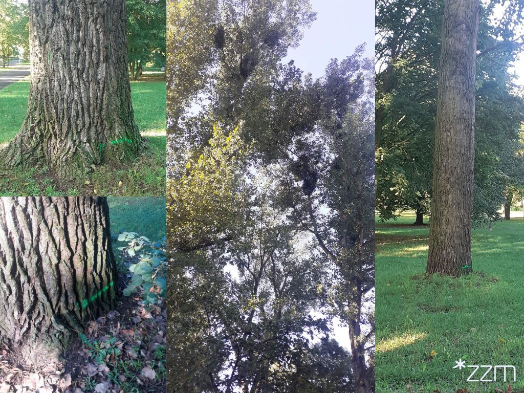 Drzewa oznaczone zieloną linią. Oznaczenie nie oznacza wycinki drzew - grafika artykułu