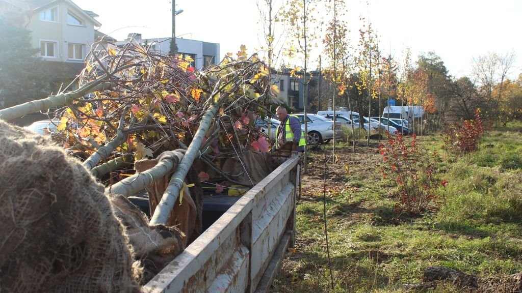 Sadzenie drzew na skwerze Maksymiliana Ciężkiego przy ul. Rejewskiego na Świerczewie