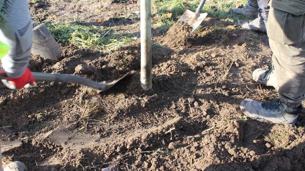 Sadzenie drzew na skwerze Maksymiliana Ciężkiego przy ul. Rejewskiego na Świerczewie