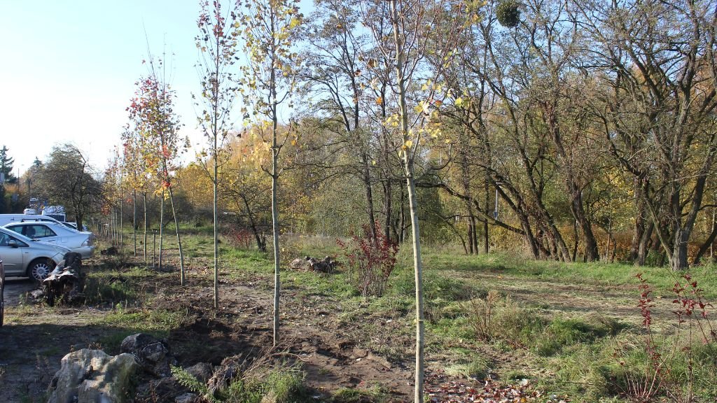 Sadzenie drzew na skwerze Maksymiliana Ciężkiego przy ul. Rejewskiego na Świerczewie