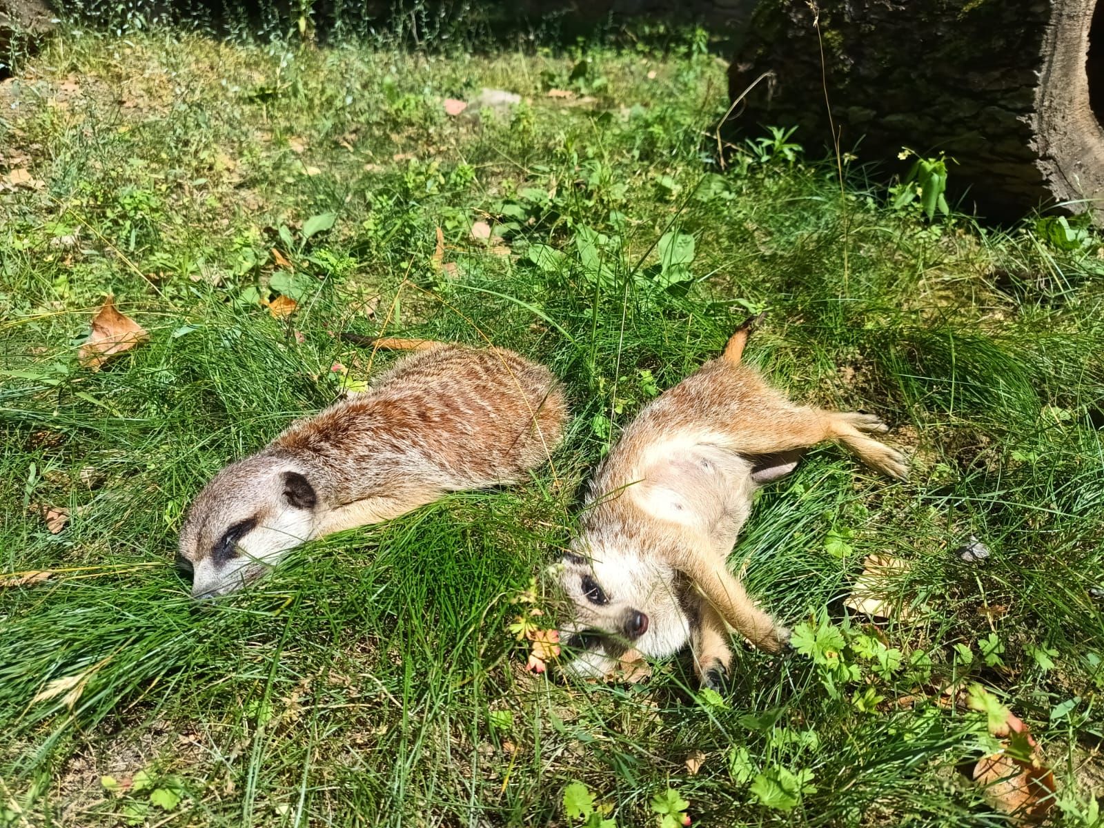 Dwie surykatki wylegują się na trawie. - grafika artykułu