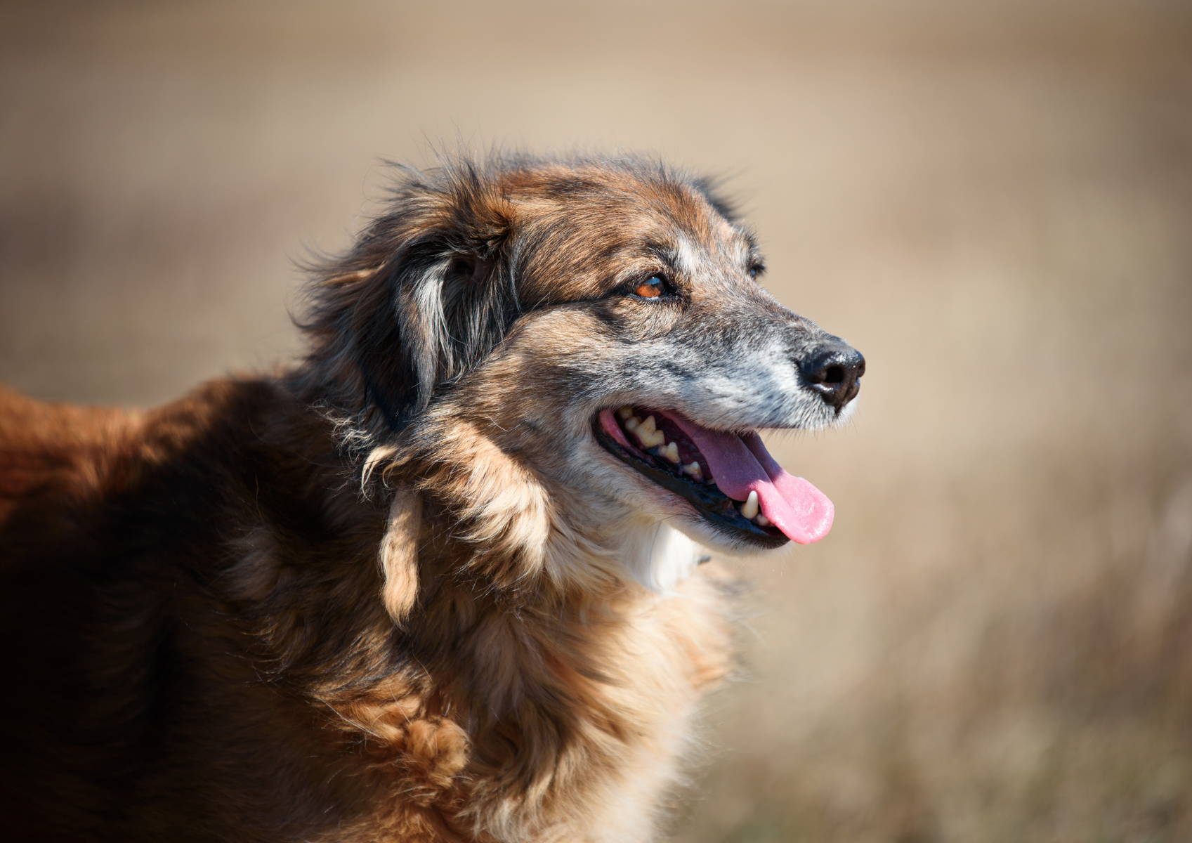 Piesek - kundelek na beżowym tle, znajduje się na zewnątrz, na spacerze, widać jego pysk i częśc tułowia.
