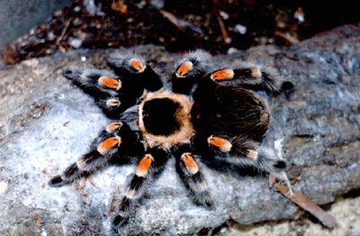 STRASZYK Straszyk Extatosoma tiaratum