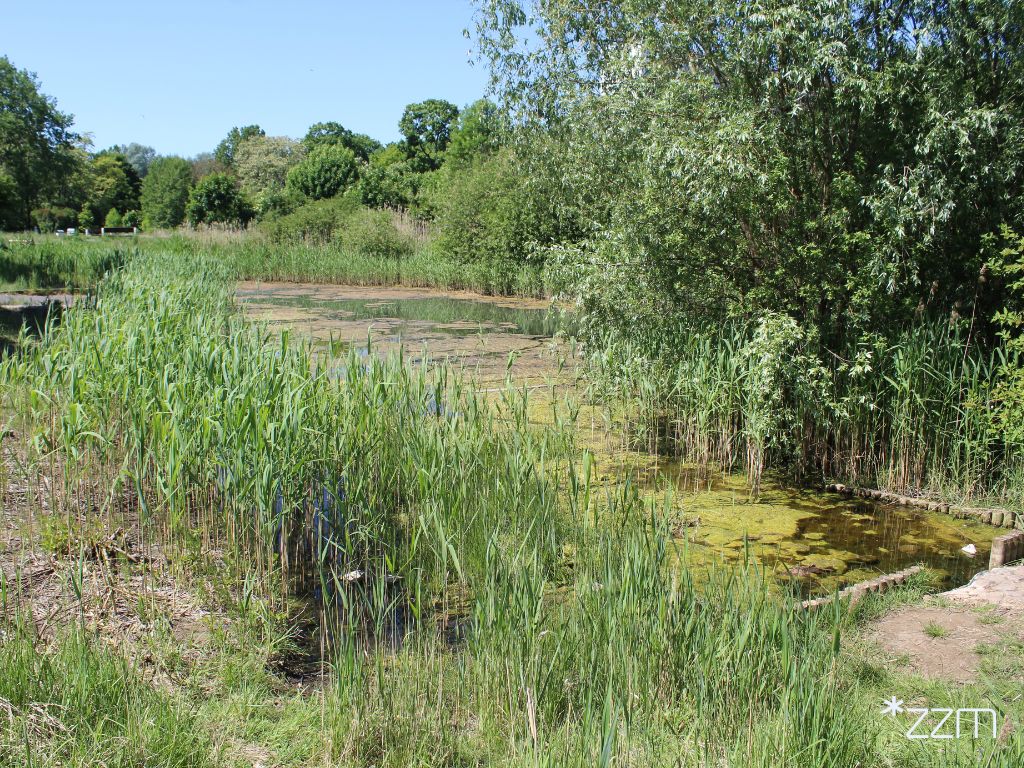 Użytek ekologiczny Traszki Ratajskie