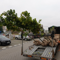 W Poznaniu przybyło ponad 500 drzew
