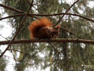 Wiewiórki - sympatyczne ikony parków, które potrzebują naszej rozwagi