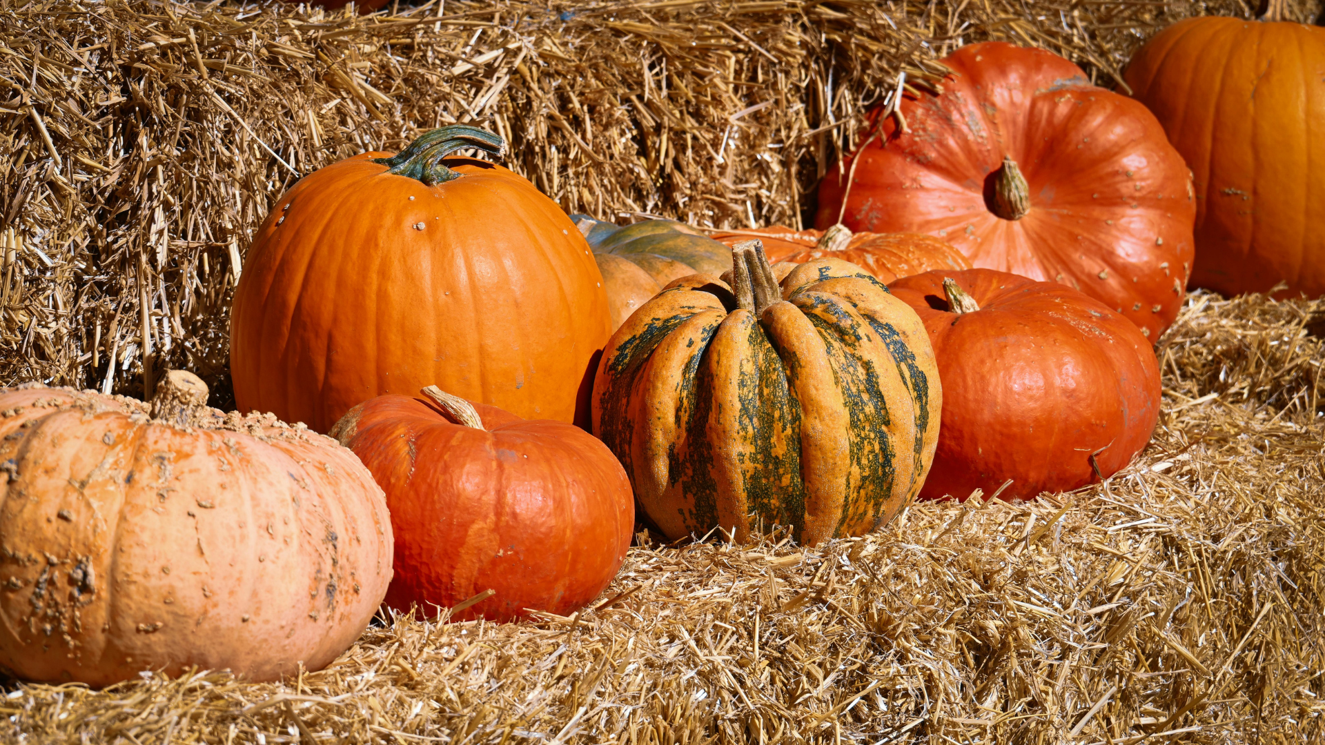 Zdjęcie przedstawia dynie na słomie