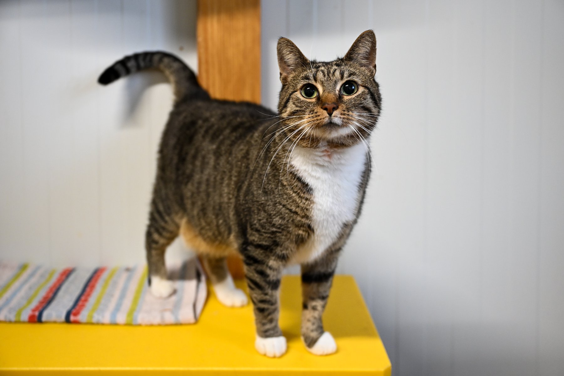 Zdjęcie przedstawia kota patrzącego w aparat.