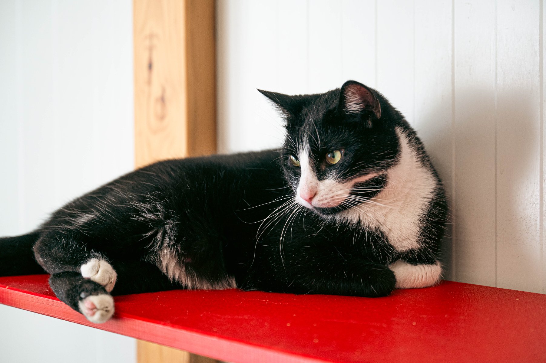 Zdjęcie przedstawia kota patrzącego w górę, w aparat.