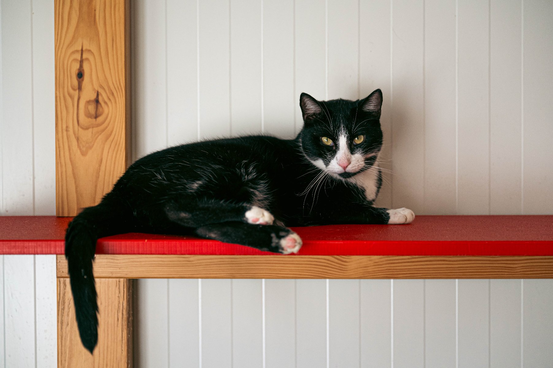 Zdjęcie przedstawia kota patrzącego w górę, w aparat.