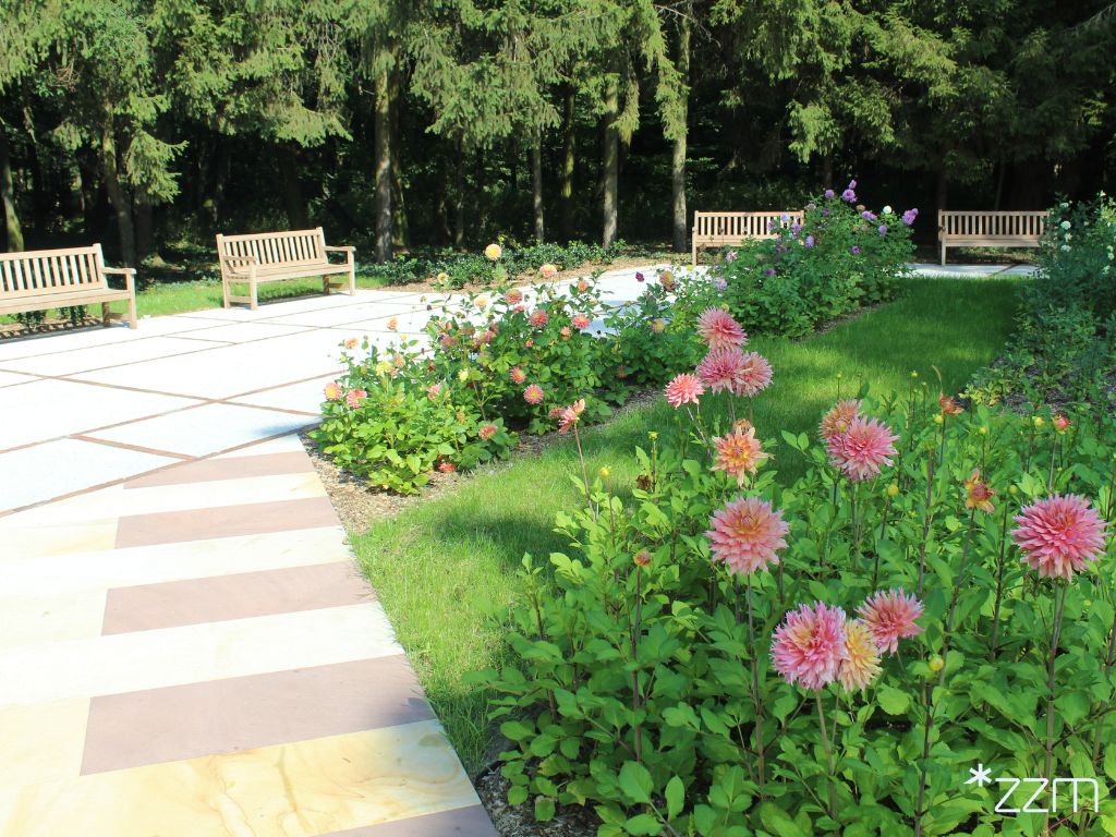 Zdjęcie przedstawia kwiaty w ogrodzie.