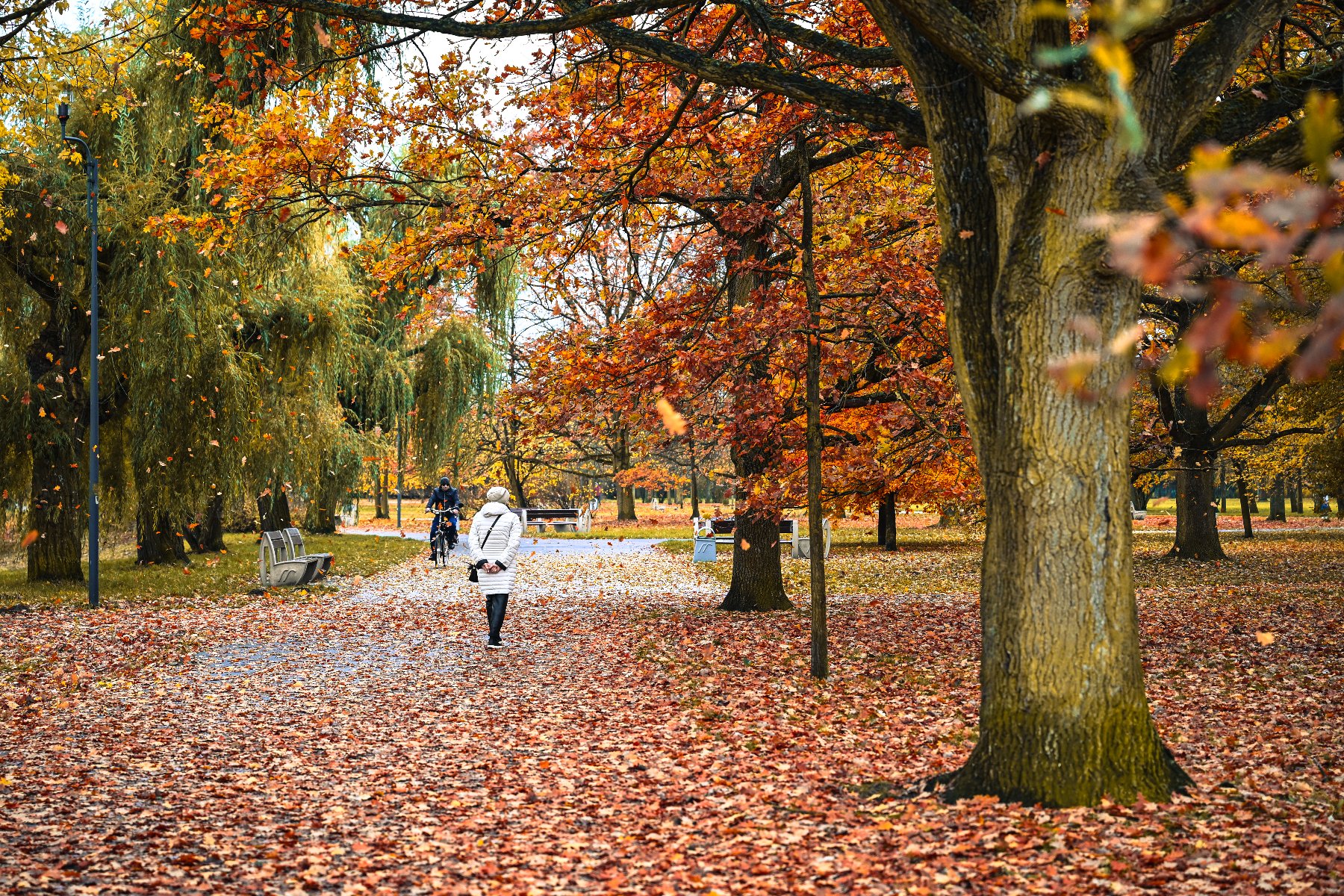Zdjęcie przedstawia parkowa alejkę wsród drzew. Przy alejce stoją ławki. W oddali widać osobę z wózkiem dziecięcym. Na ziemi leżą liście.