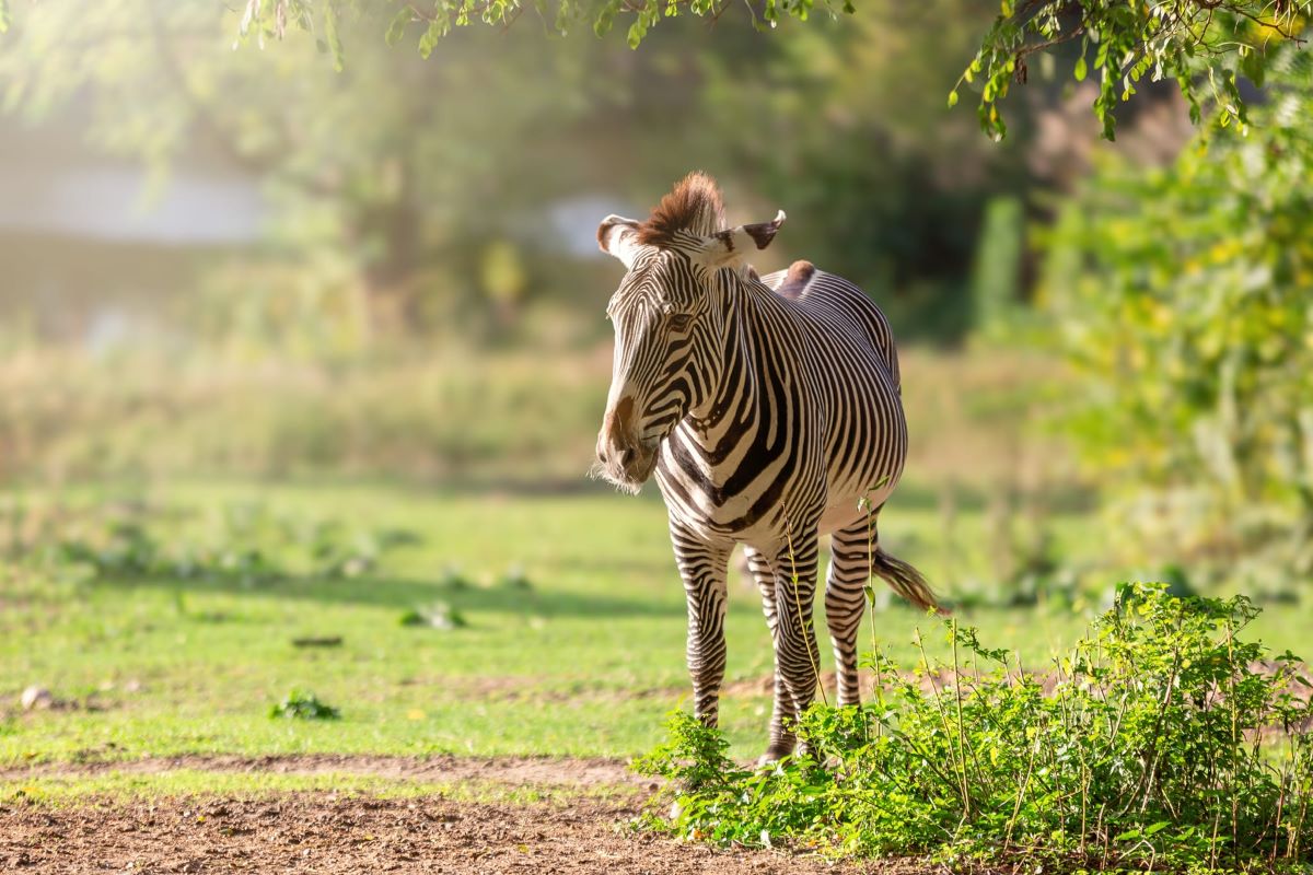 Fot. Ogród Zoologiczny w Poznaniu zebra pasąca się na trawie