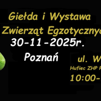Zielony zwinięty wąż, informacje o Giełdzie i Wystawie Zwierząt Egzotycznych.
