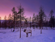 Dlaczego Renifer Rudolf ma czerwony nos? Wyjaśnia zoolog z UPP