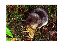 Naukowcy UAM jako pierwsi określili skład jadu rzęsorka rzeczka