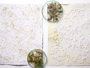 Pocztówki-sadzonki przypomną o domu