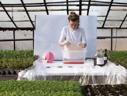 SCOBY - alternatywa dla plastikowych opakowań