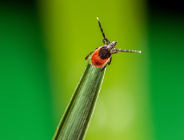 Smartfon przyciąga zainfekowane kleszcze