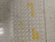 Test na odporność przeciw COVID-19 powstaje w Poznaniu