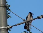 Tramwaje i ptaki - pierwsza na świecie praca poruszająca temat interakcji ptaków i tramwajów