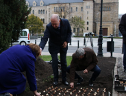 Tulipany Uniwersytetu Poznańskiego