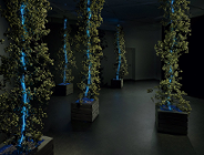 Wykład otwarty: "Light on Earth"