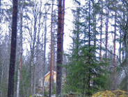 Wykład otwarty prof. Timo Vesala