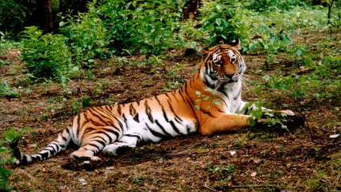Nowe Zoo - tygrys syberyjski