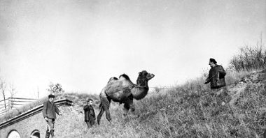 Black and white photo of a camel led by a man on a sloping meadow. Behind the camel two other men. In the background a part of a wall.