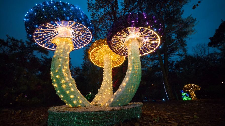 Picture of luminous constructions in Lumina Park - grafika artykułu