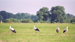 The Rogalin Landscape Park